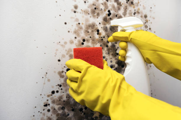 Best Attic Mold Removal  in Ardmore, PA