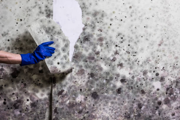 Best Commercial Mold Removal  in Ardmore, PA